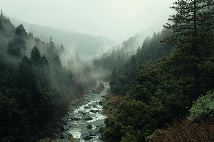 Forest Image Foggy forest surrounding a river.